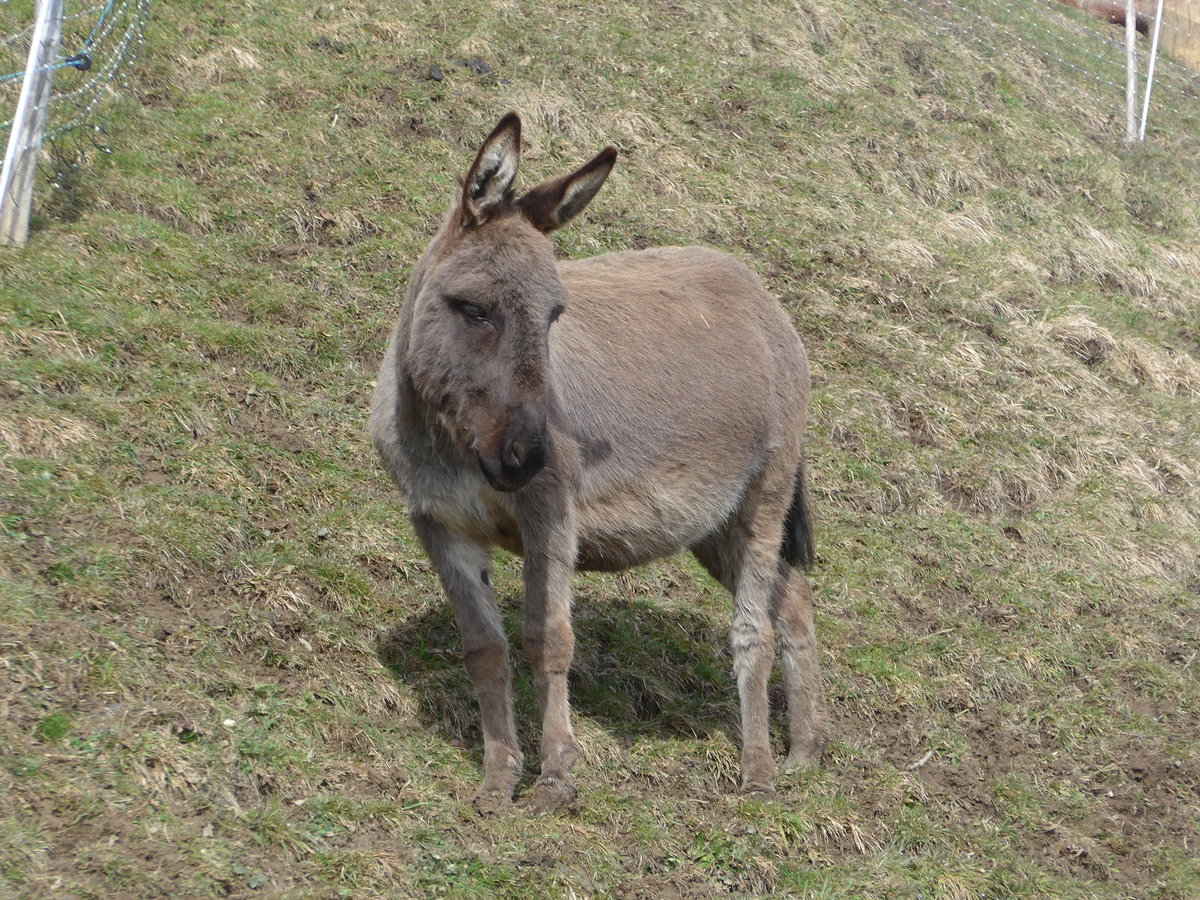 (189'074) - Ein gwundriger Esel im Ladholz am 5. Mrz 2018 bei Achseten