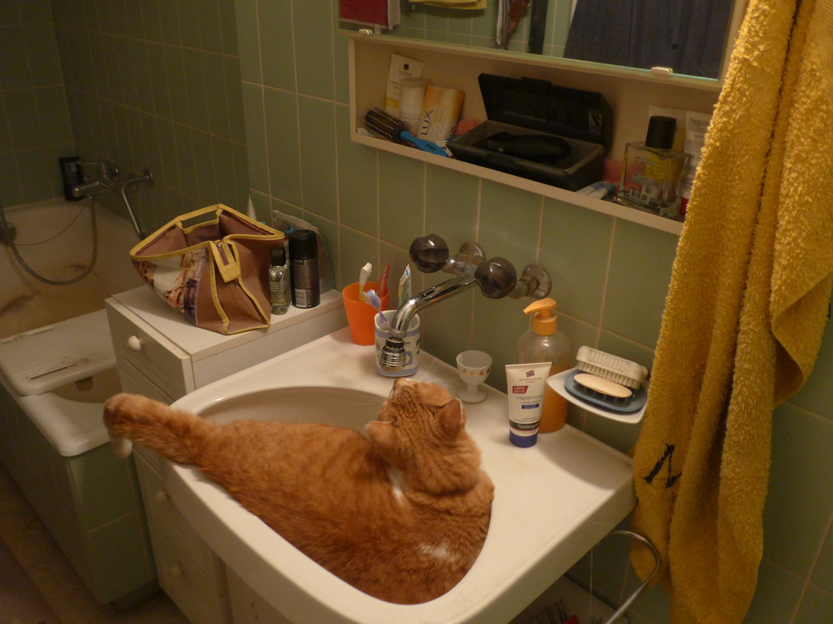 (189'599) - Kater Momo hat durst am 21. Mrz 2018 in Thun