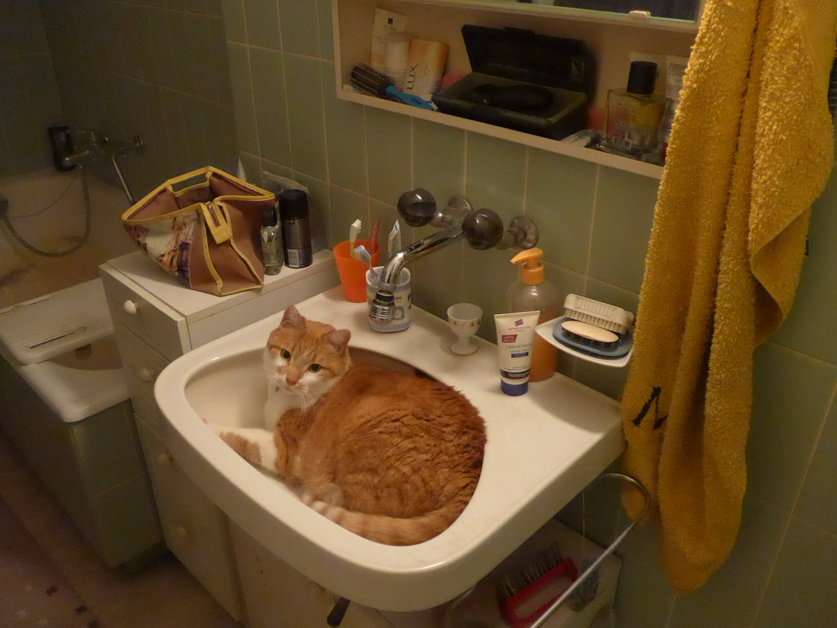 (189'600) - Kater Momo im Brnneli am 21. Mrz 2018 in Thun