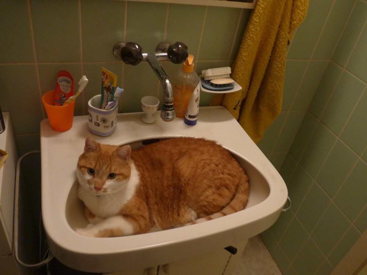 (189'601) - Kater Momo im Brnneli am 21. Mrz 2018 in Thun