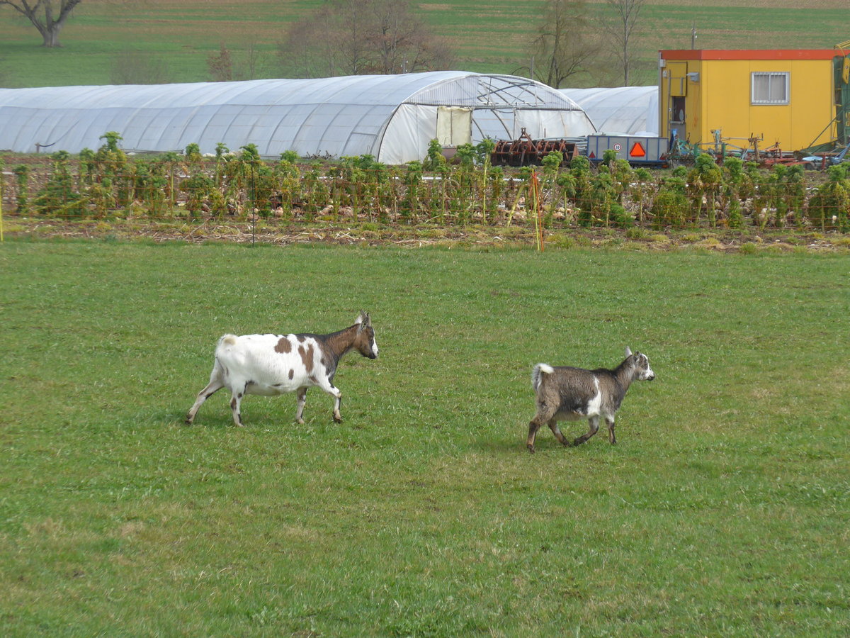 (189'923) - Zwei Zwergziegen am 2. April 2018 in Delmont, Ferme les Abues