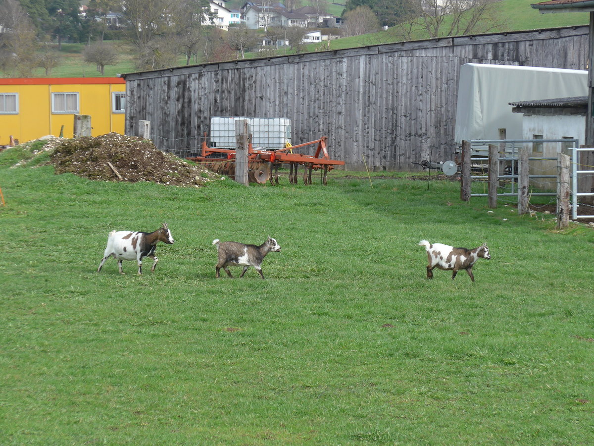 (189'924) - Drei Zwergziegen am 2. April 2018 in Delmont, Ferme les Abues