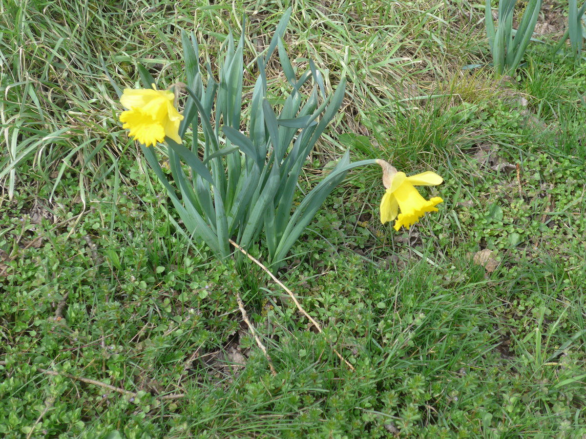 (189'926) - Aprilglocken am 2. April 2018 in Delmont, Ferme les Abues