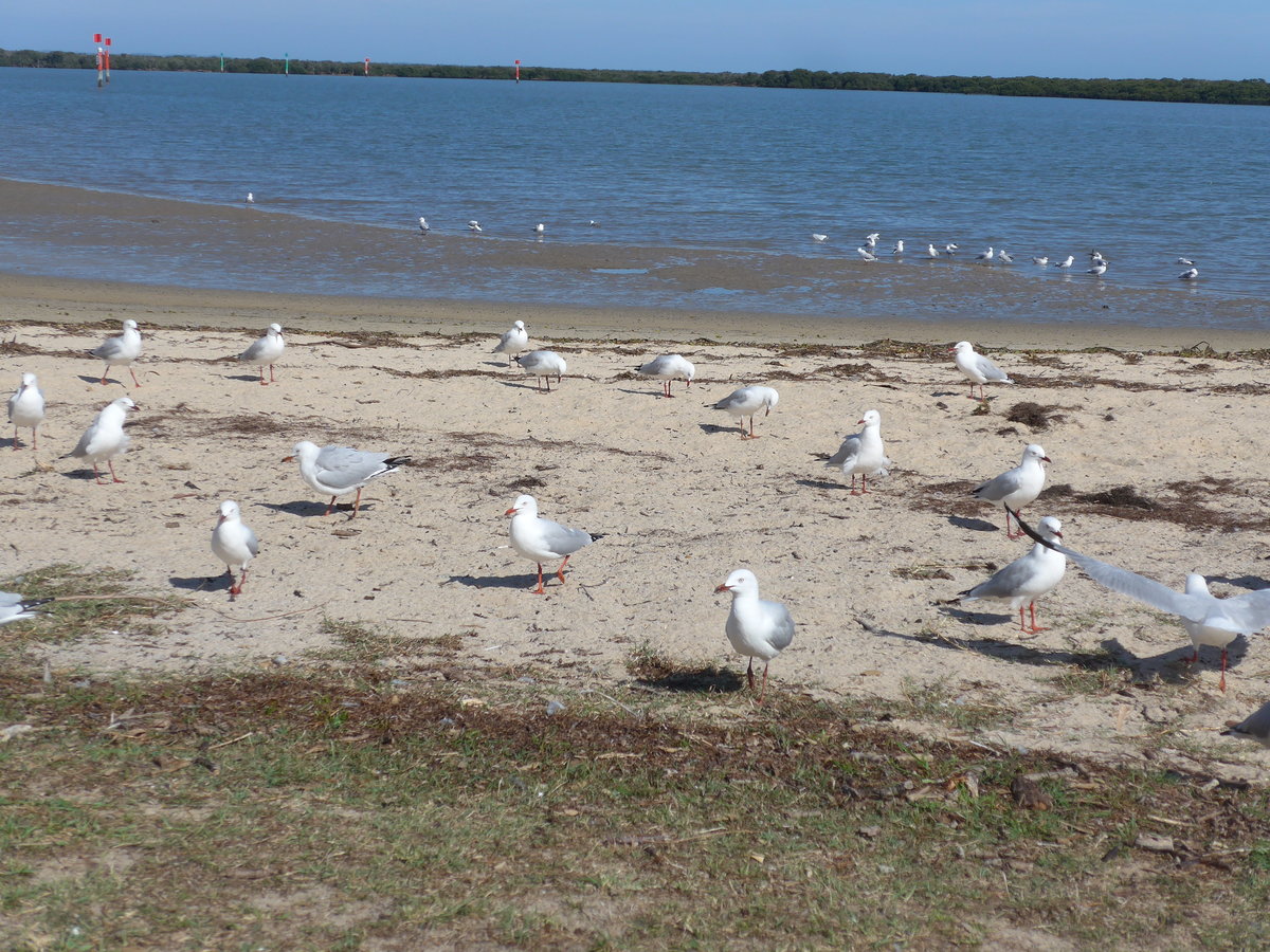 (190'209) - Mven am 18. April 2018 am Strand von Tooradin