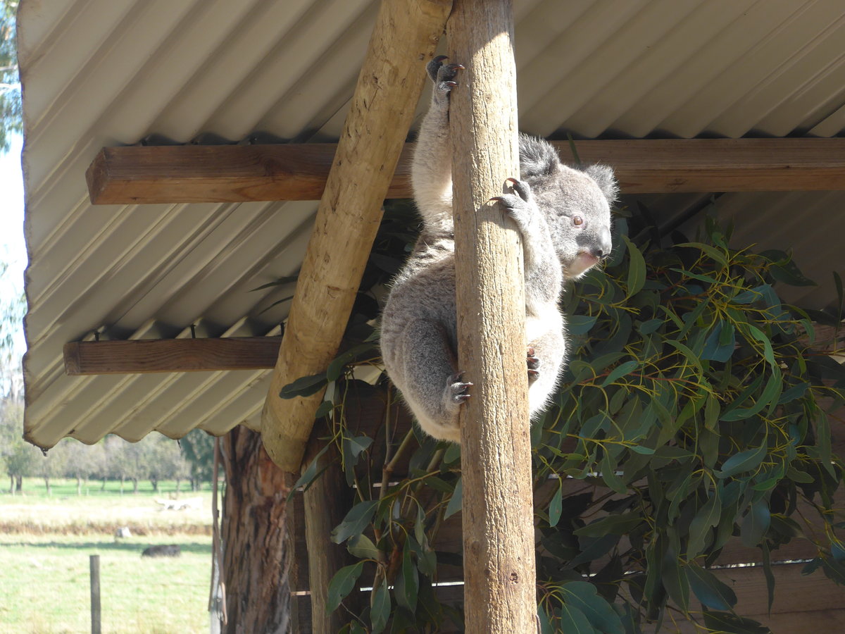 (190'226) - Kletternder Koalabr am 18. April 2018 im Animal Park von Grantville