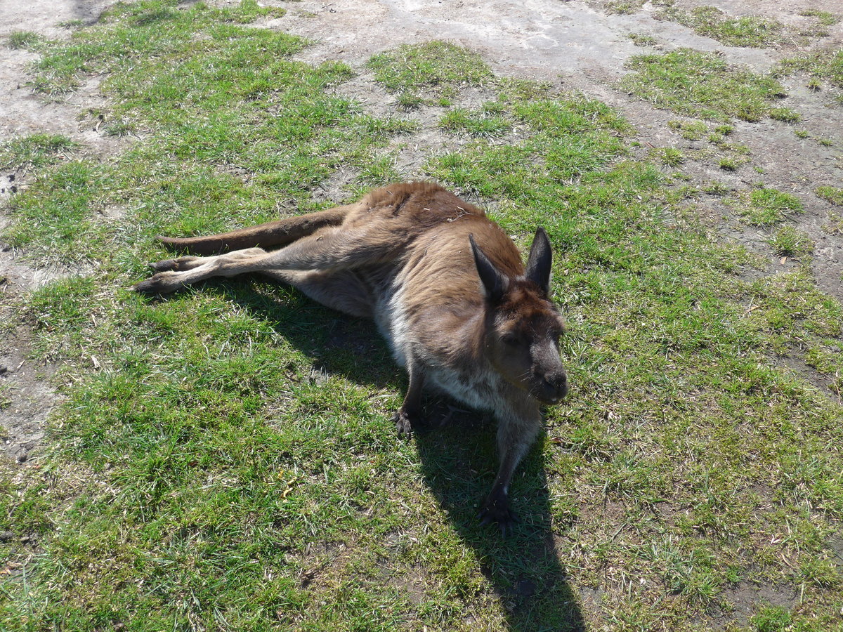 (190'249) - Knguru am 18. April 2018 im Animal Park von Grantville