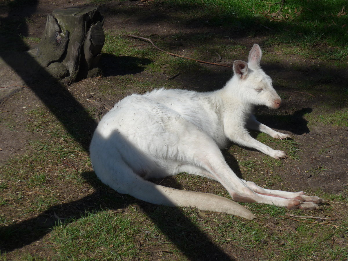 (190'251) - Weisses Knguru am 18. April 2018 im Animal Park von Grantville