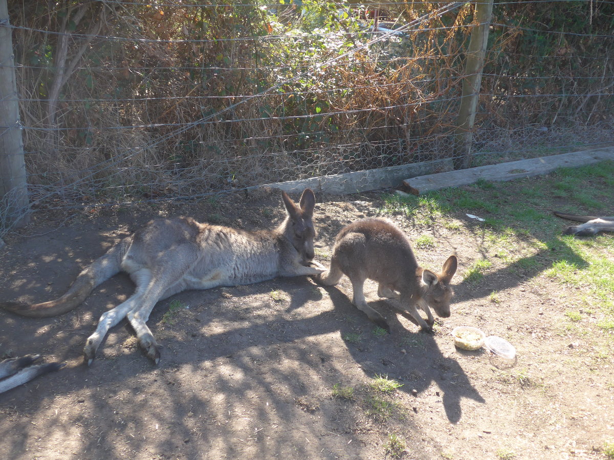 (190'265) - Kngurus am 18. April 2018 im Animal Park von Grantville