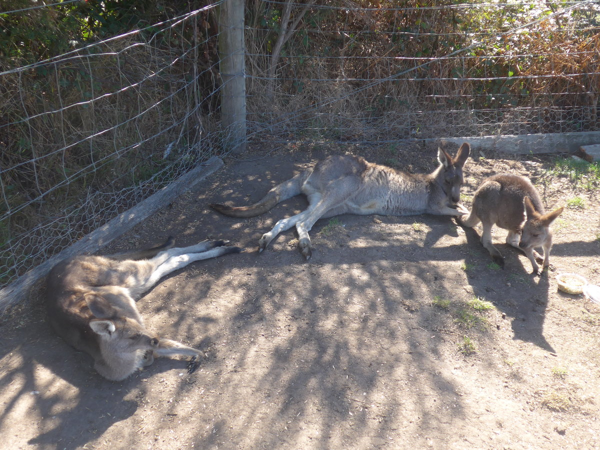 (190'266) - Kngurus am 18. April 2018 im Animal Park von Grantville