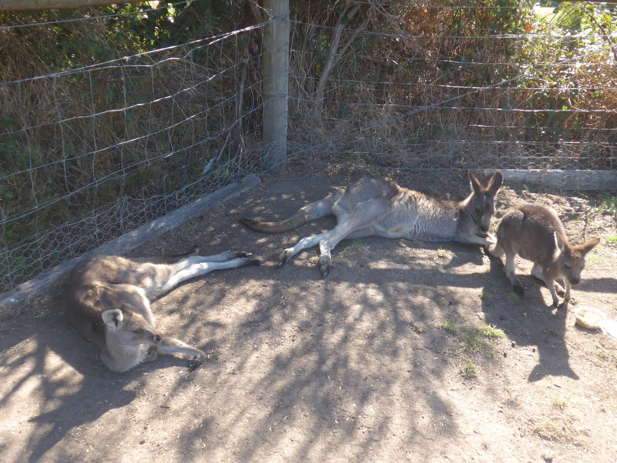 (190'267) - Kngurus am 18. April 2018 im Animal Park von Grantville