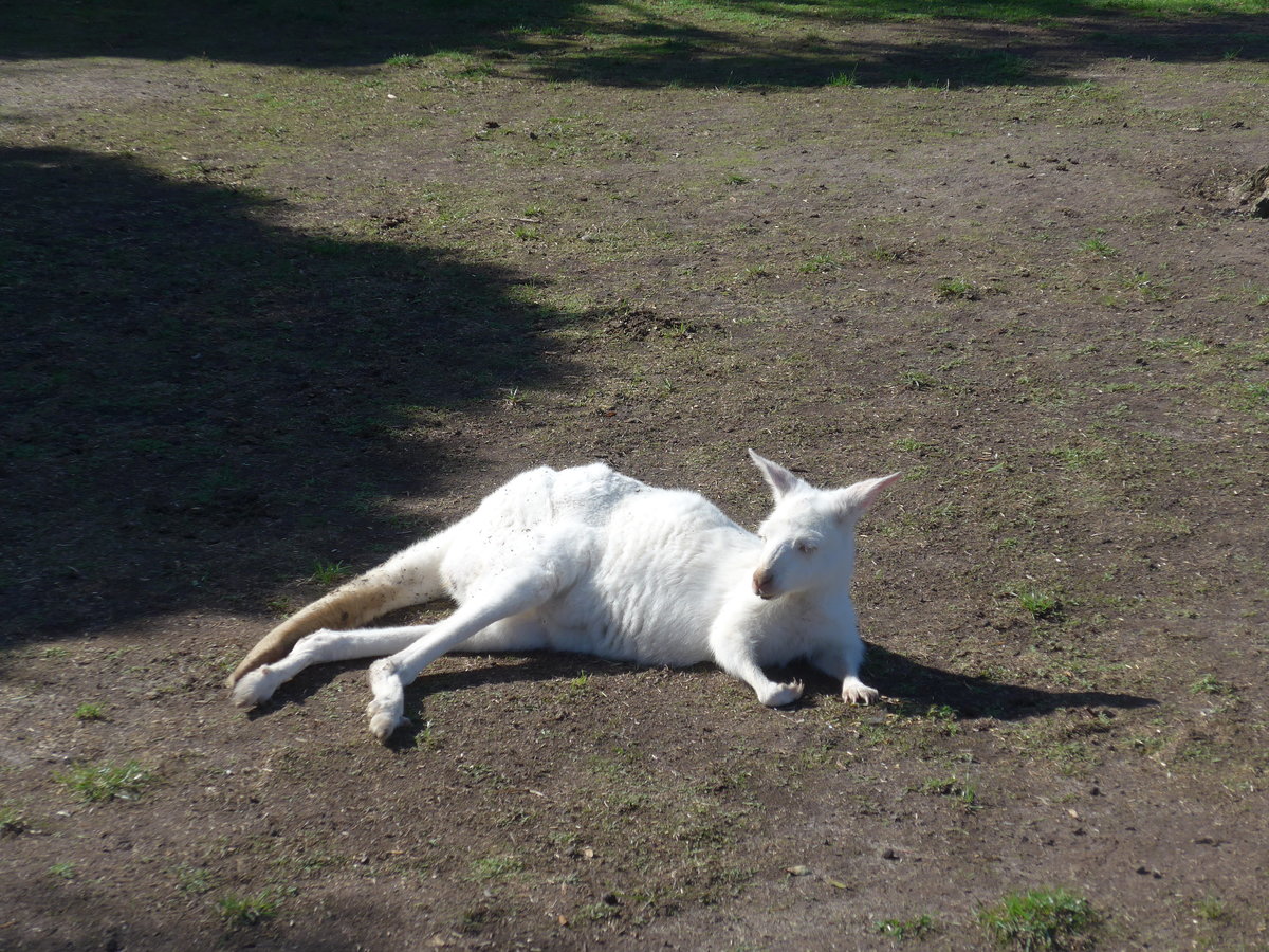 (190'268) - Weisses Knguru am 18. April 2018 im Animal Park von Grantville