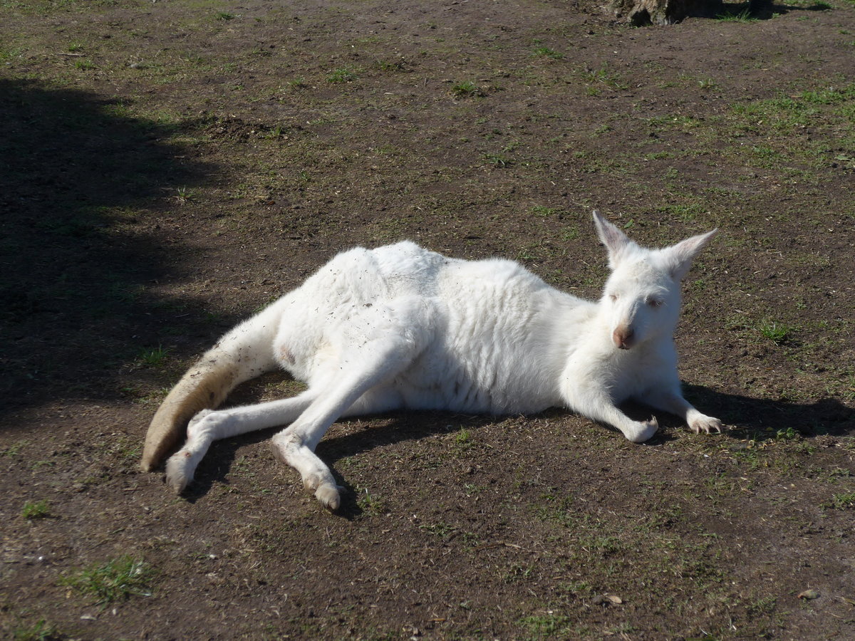 (190'270) - Weisses Knguru am 18. April 2018 im Animal Park von Grantville