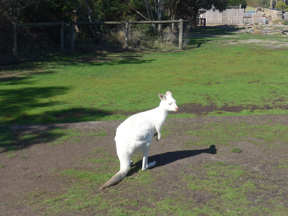 (190'275) - Weisses Knguru am 18. April 2018 im Animal Park von Grantville