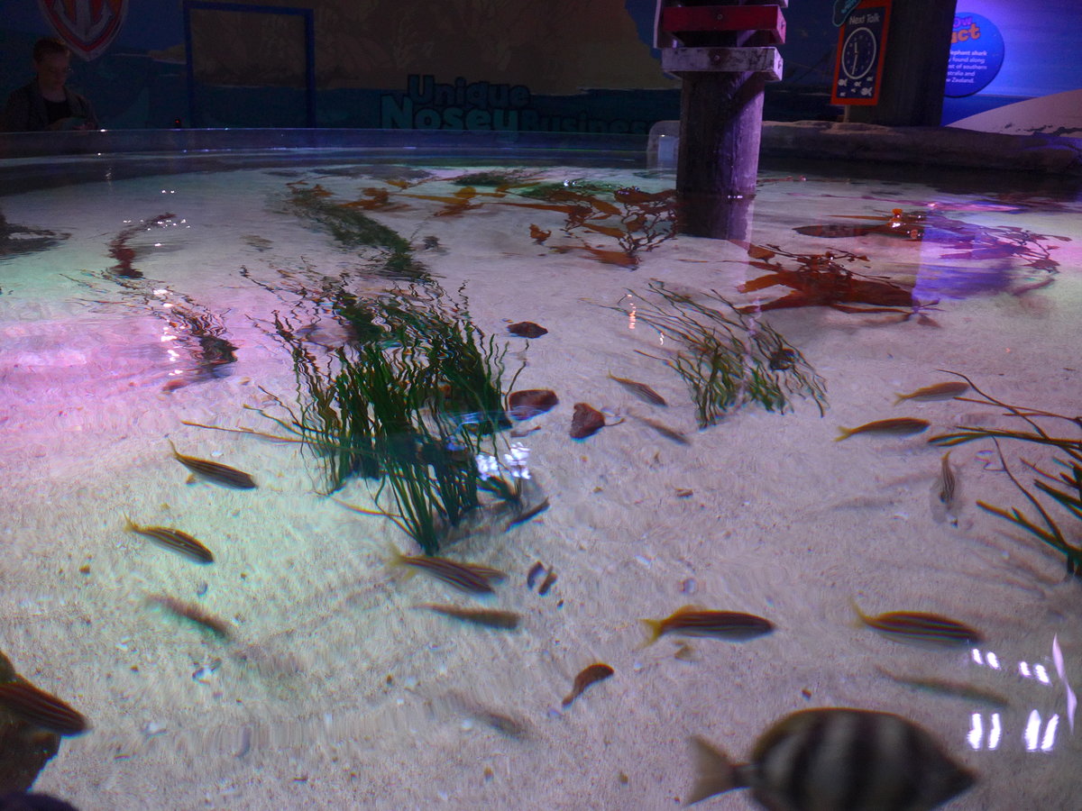 (190'409) - Im Sea Life am 19. April 2018 in Melbourne