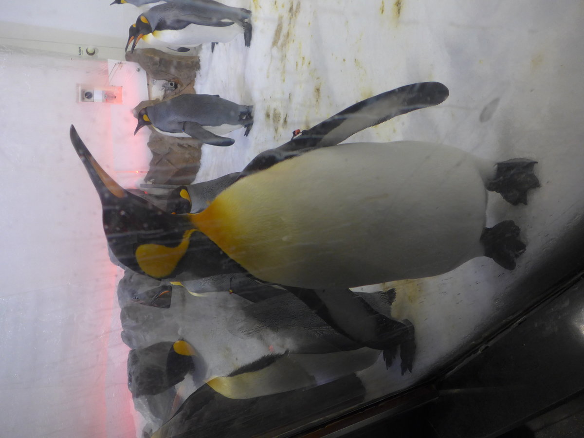 (190'480) - Pinguin im Sea Life am 19. April 2018 in Melbourne