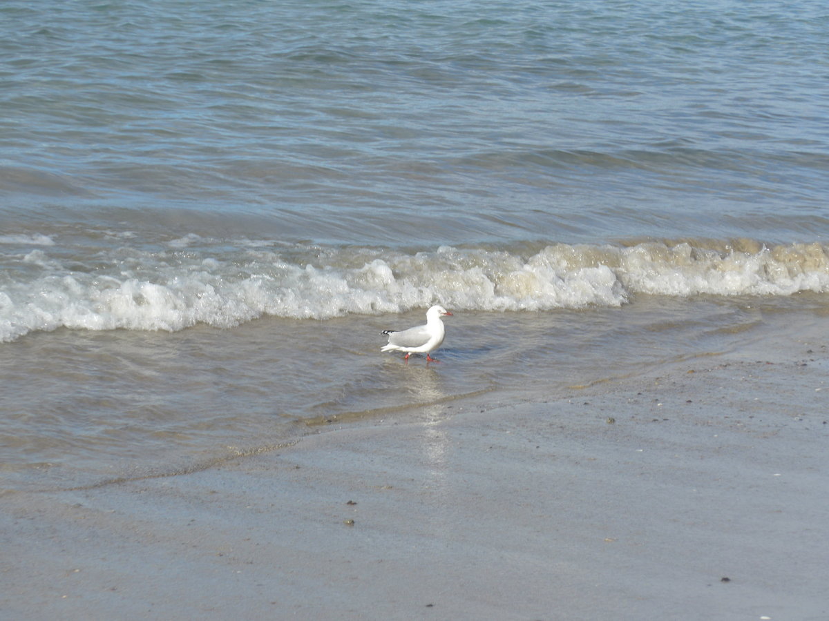 (190'572) - Mve am 20. April 2018 am Hahei Beach