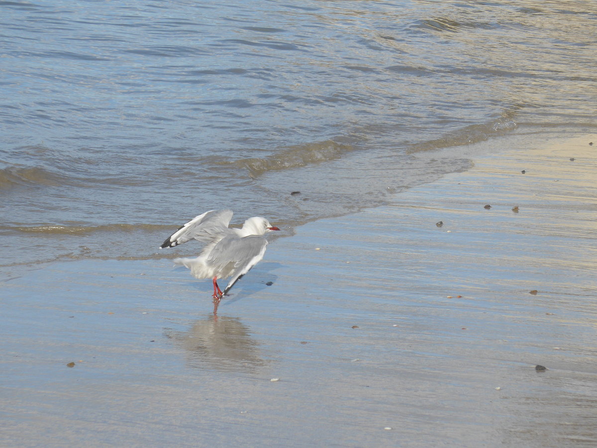 (190'573) - Mve am 20. April 2018 am Hahei Beach