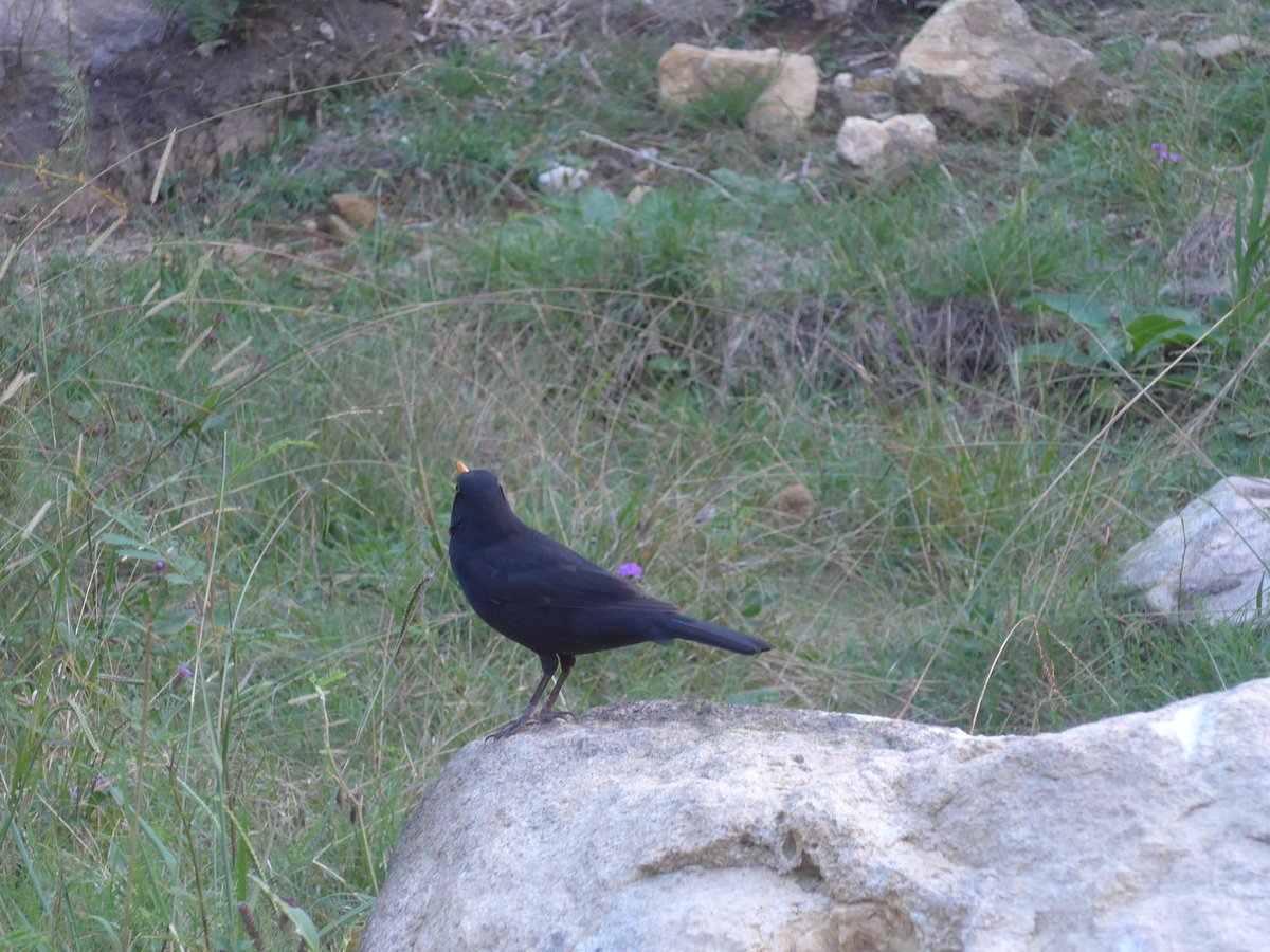 (190'592) - Vogel auf einem Stein am 20. April 2018 bei Hahei