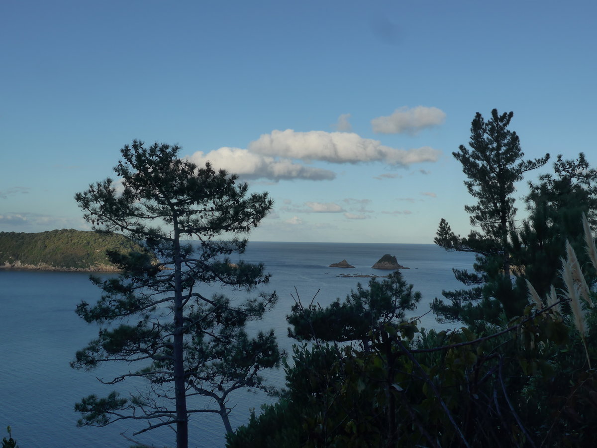 (190'598) - Bume am 20. April 2018 in Hahei Beach