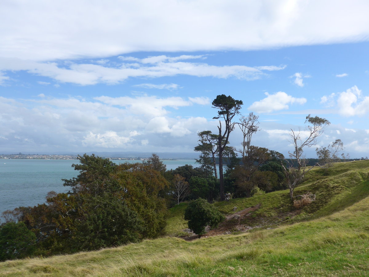 (190'666) - Bume am 21. April 2018 am Mount Maunganui bei Mauao