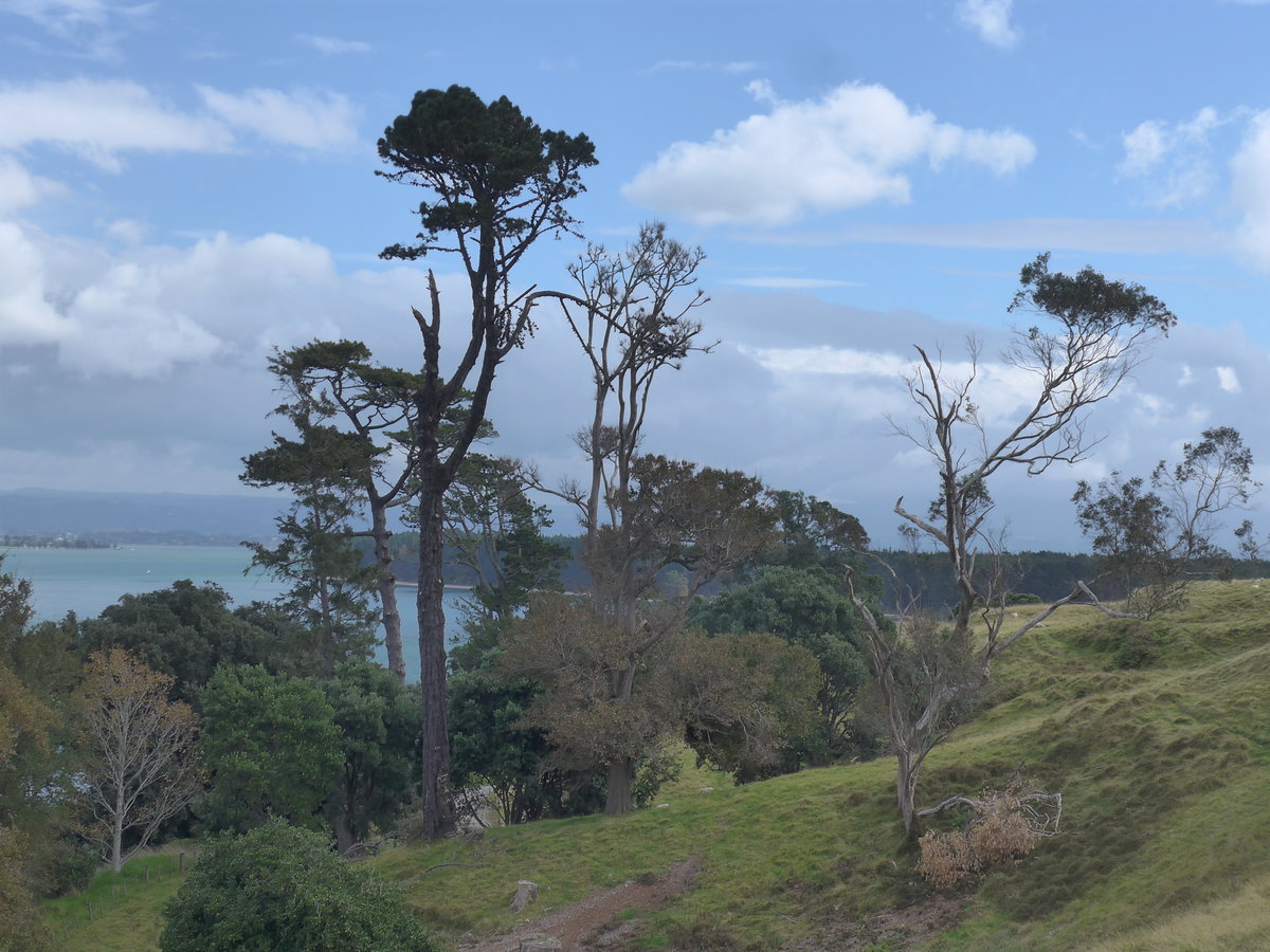 (190'667) - Bume am 21. April 2018 am Mount Maunganui bei Mauao