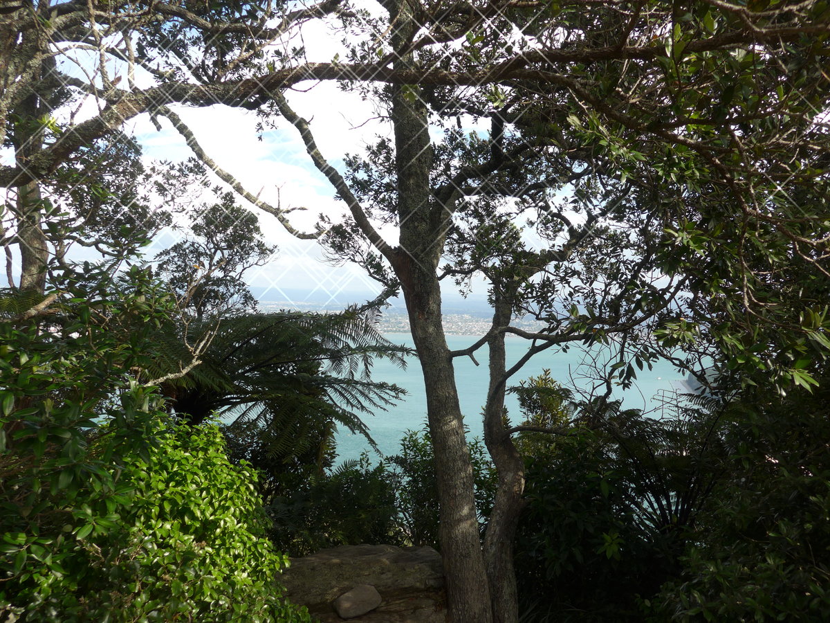 (190'714) - Bume am Mount Maunganui am 21. April 2018 bei Mauao