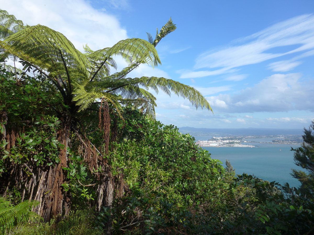 (190'746) - Bume am Mount Maunganui am 21. April 2018 bei Mauao