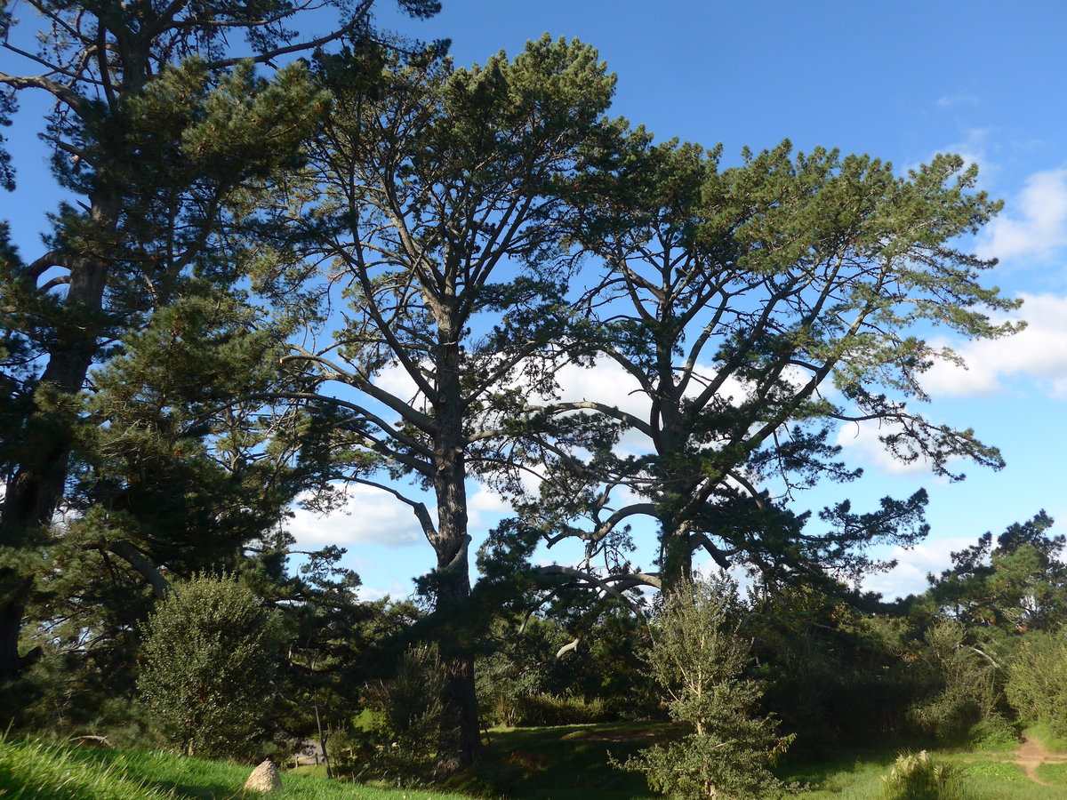 (190'898) - Bume im Hobbiton am 22. April 2018 bei Hinuera