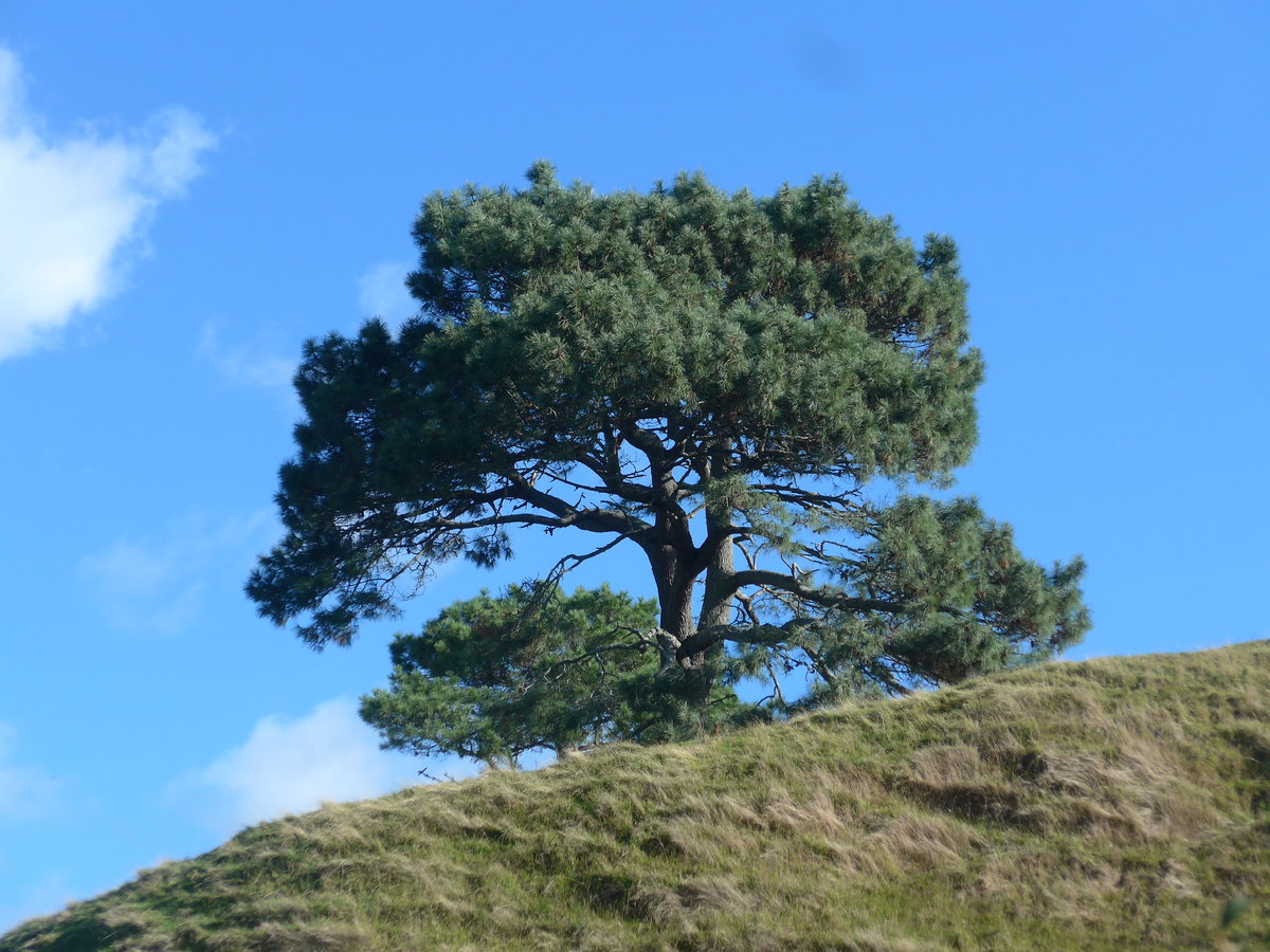 (190'932) - Baum im Hobbiton am 22. April 2018 bei Hinuera