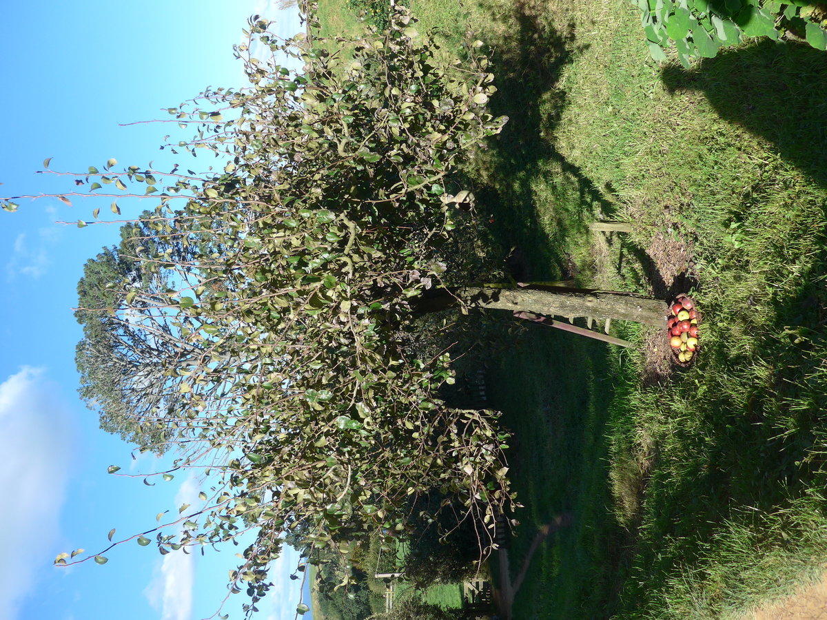 (190'936) - Apfelbaum mit Aepfeln im Hobbiton am 22. April 2018 bei Hinuera