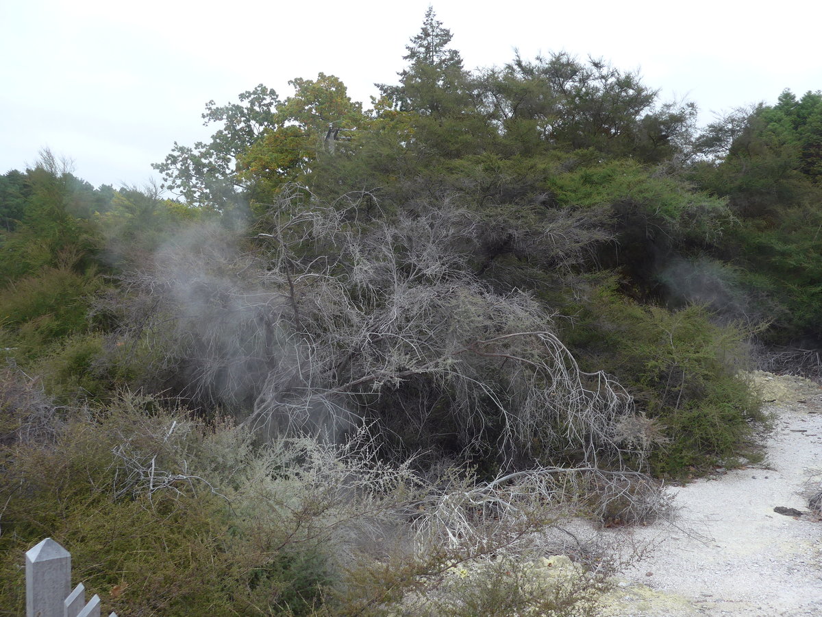(191'014) - Im Wai-O-Tapu Thermal Wonderland am 23. April 2018 bei Rotorua