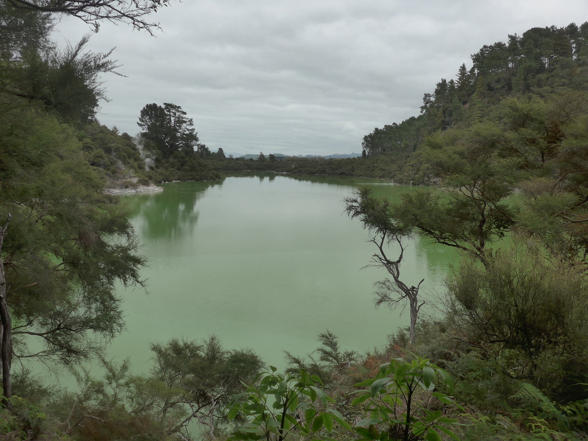 (191'156) - See und Bume im Wai-O-Tapu Thermal Wonderland am 23. April 2018 bei Rotorua