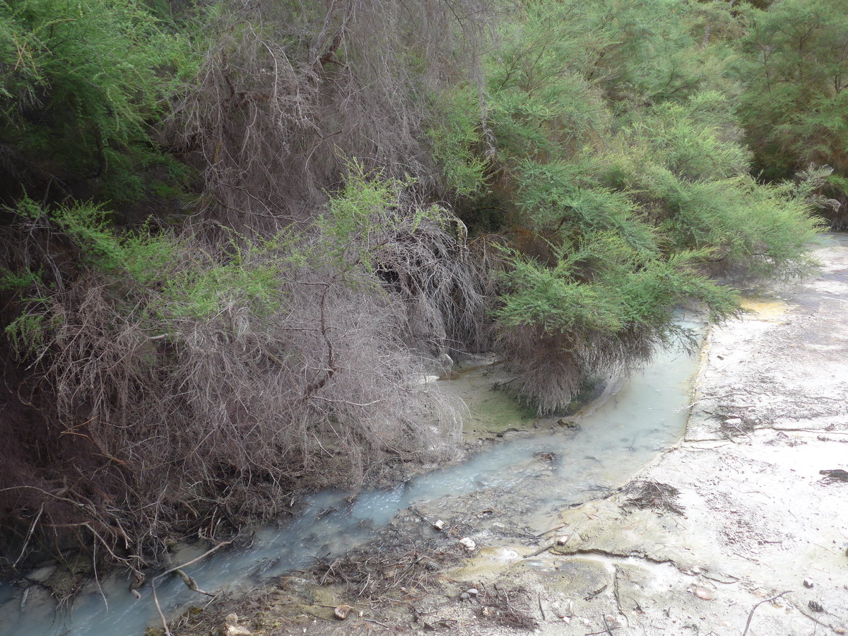(191'163) - Bchli im Wai-O-Tapu Thermal Wonderland am 23. April 2018 bei Rotorua