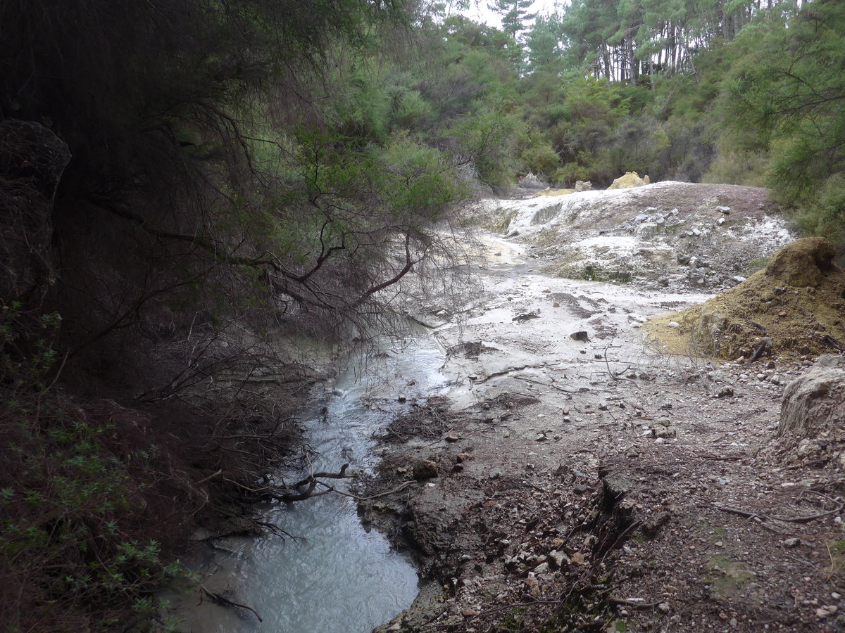(191'164) - Bchli im Wai-O-Tapu Thermal Wonderland am 23. April 2018 bei Rotorua