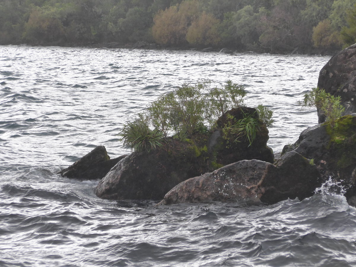 (191'268) - Steine mit Grn im Lake Taupo am 24. April 2018 bei Taupo