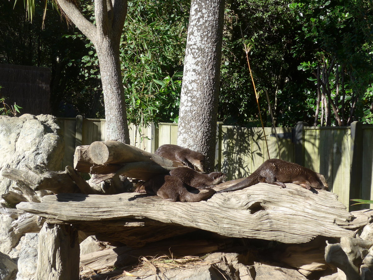 (191'430) - Fischottern am 26. April 2018 in Wellington, ZOO
