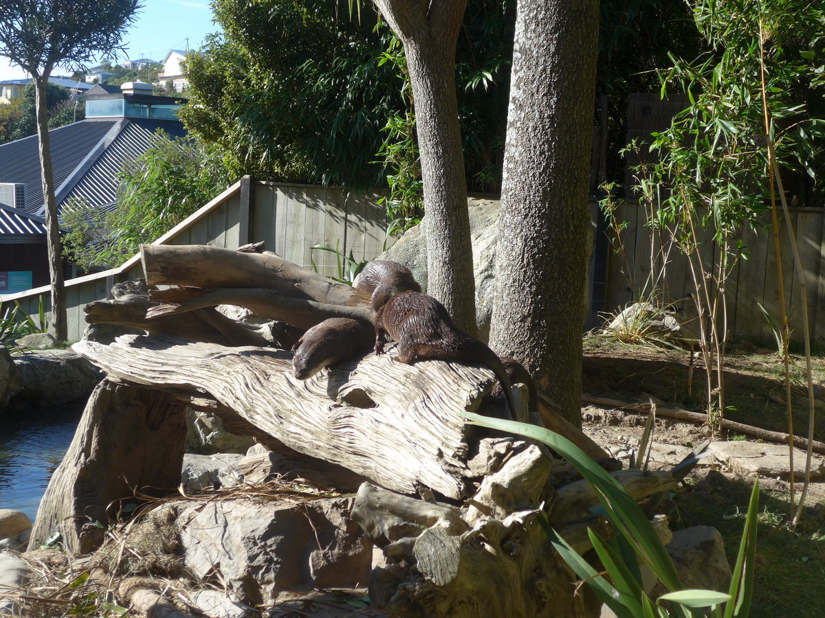 (191'431) - Fischottern am 26. April 2018 in Wellington, Zoo