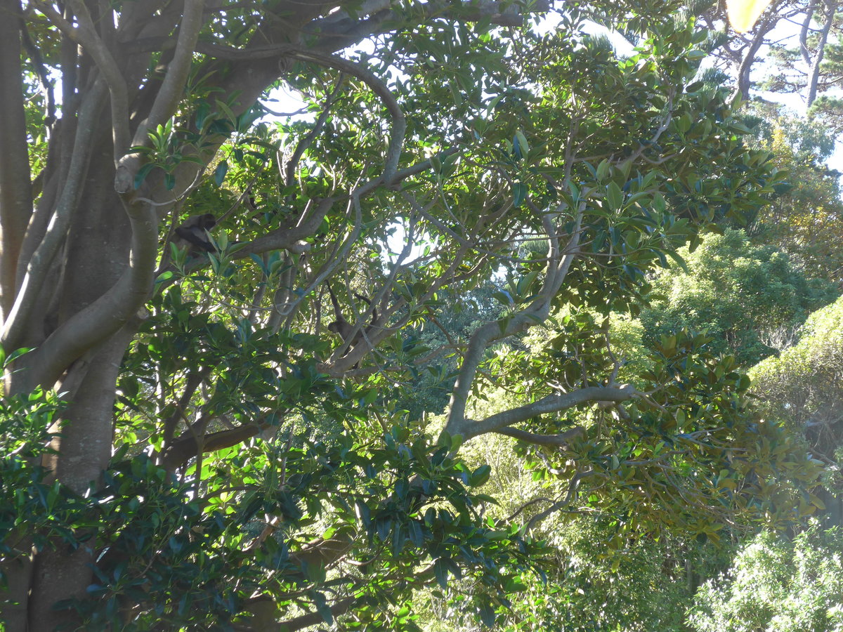 (191'449) - Affen auf dem Baum am 26. April 2018 in Wellington, ZOO