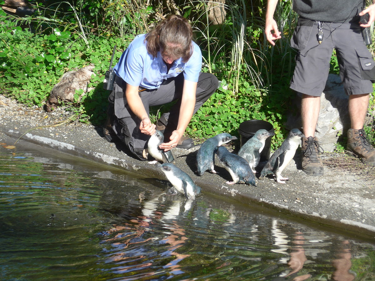 (191'451) - Ftterung der Pinguine am 26. April 2018 in Wellington, ZOO