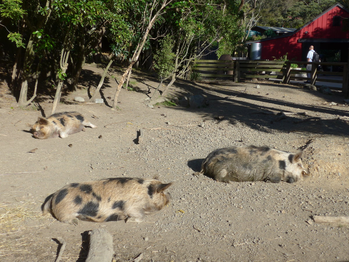 (191'457) - Drei Wildschweine am 26. April 2018 in Wellington, ZOO