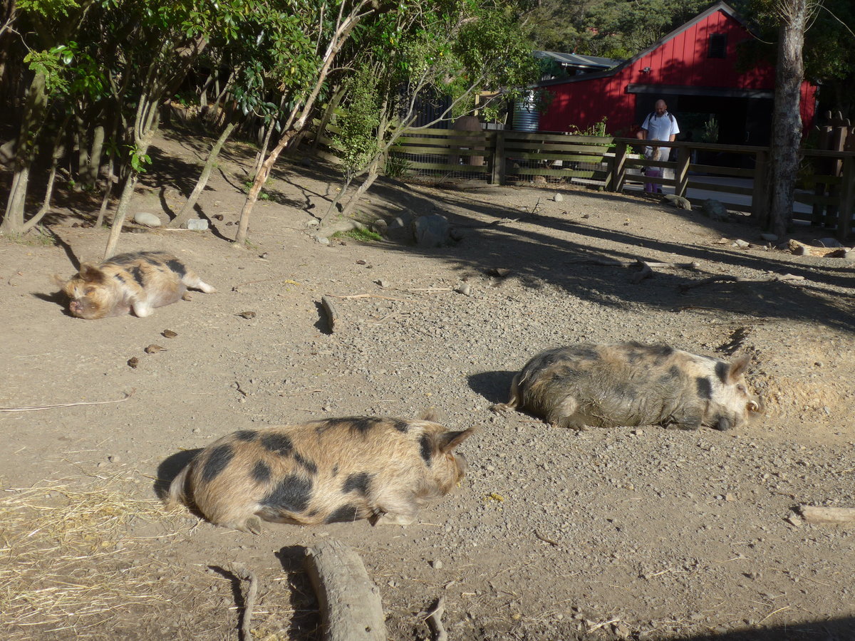 (191'458) - Drei Wildschweine am 26. April 2018 in Wellington, ZOO