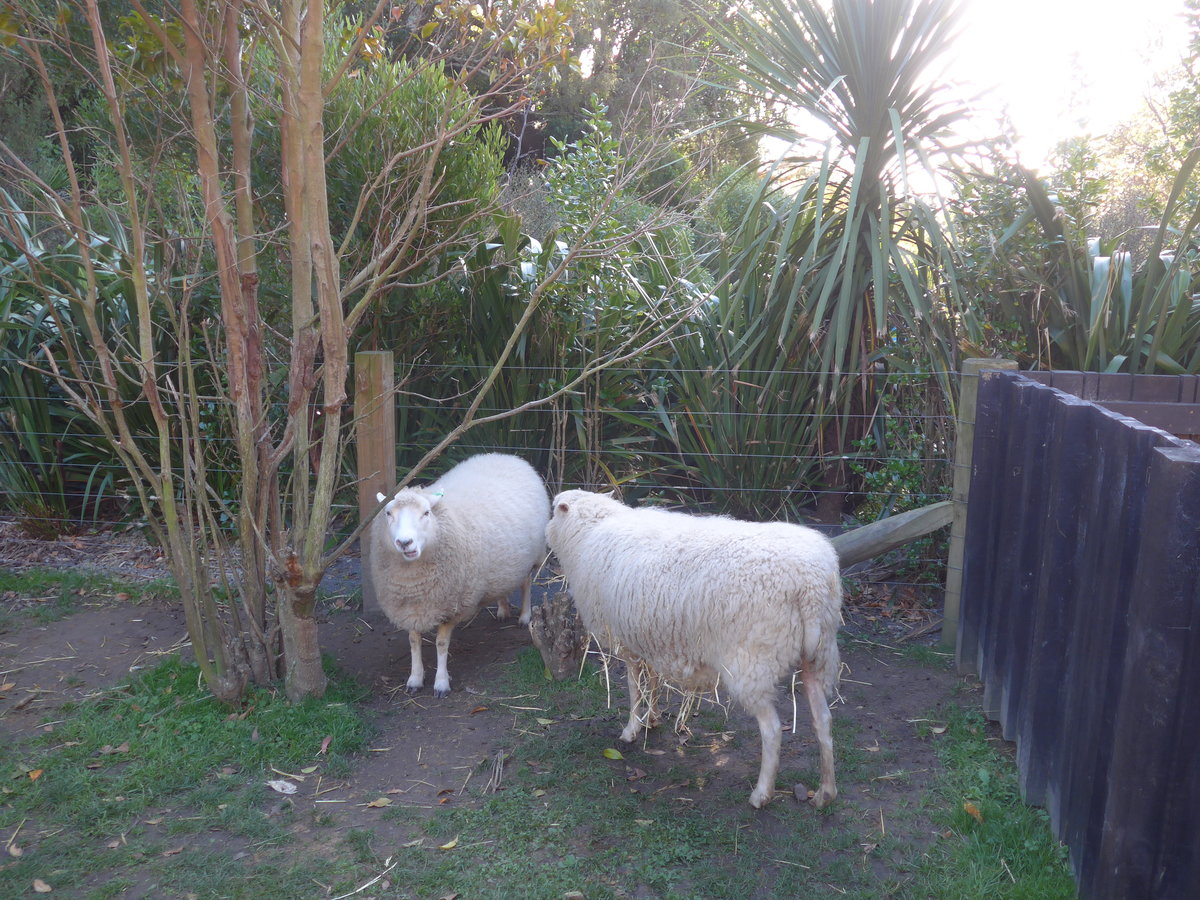 (191'465) - Zwei Schafe am 26. April 2018 in Wellington, ZOO