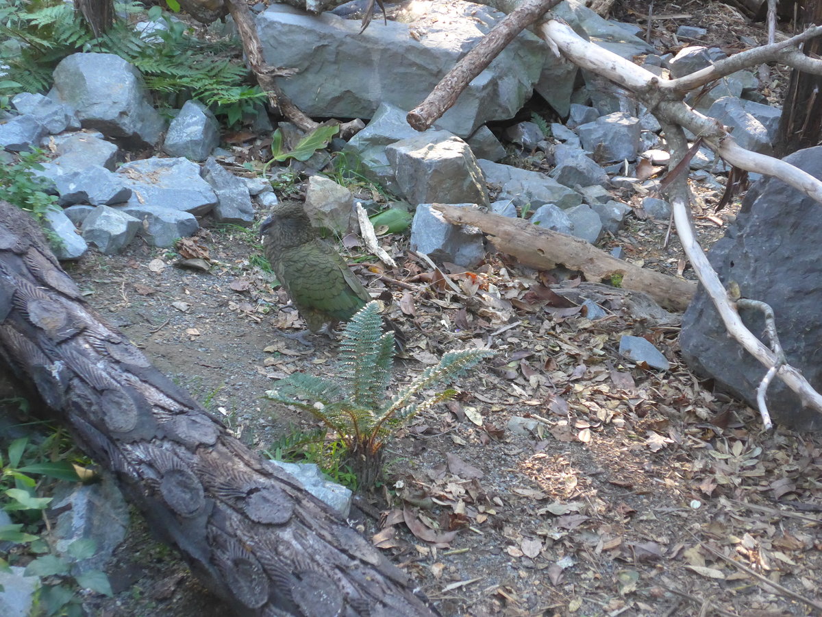 (191'470) - Kea am 26. April 2018 in Wellington, ZOO
