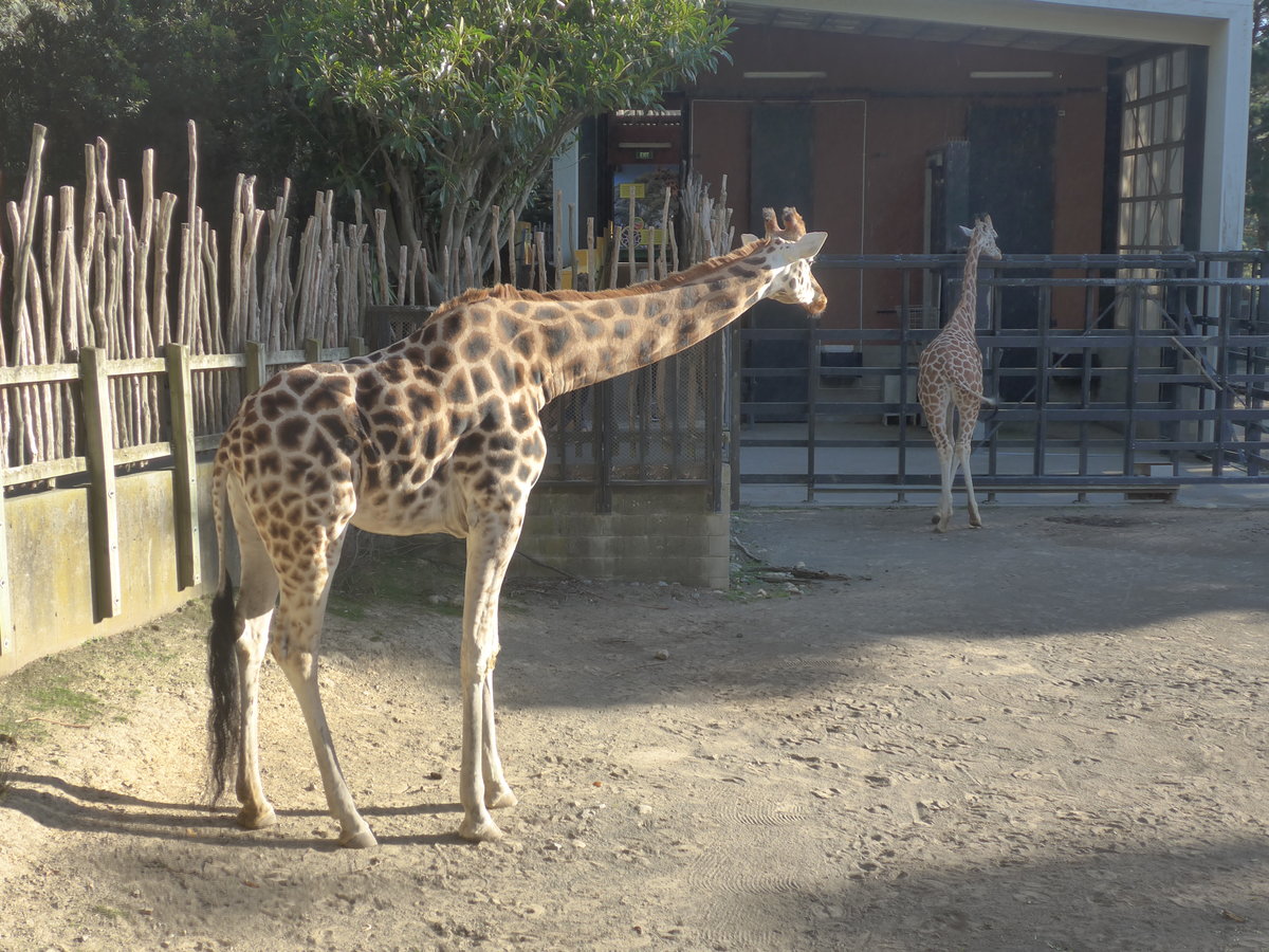 (191'490) - Zwei Giraffen am 26. April 2018 in Wellington, ZOO