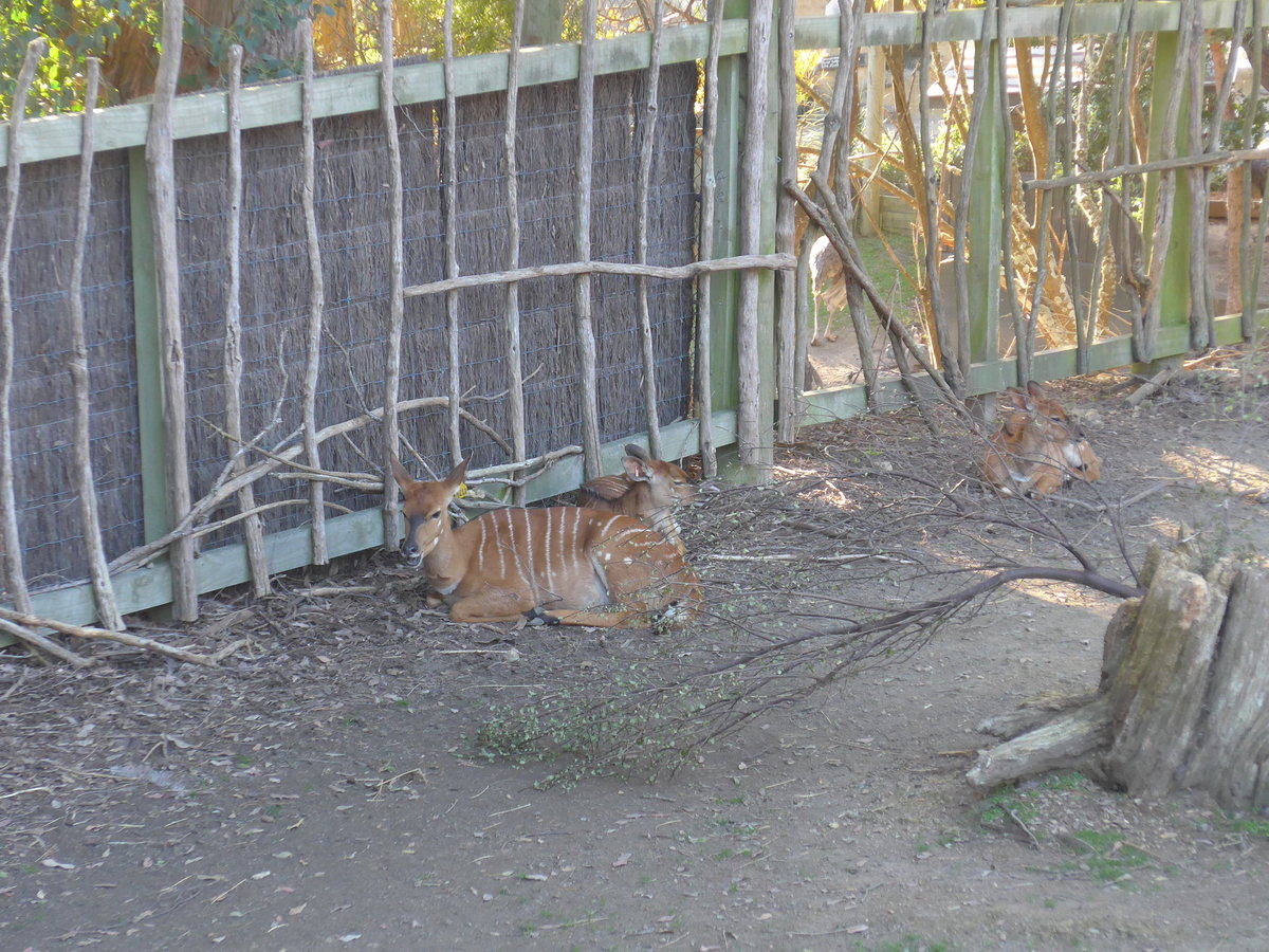 (191'504) - Antilopen am 26. April 2018 in Wellington, ZOO