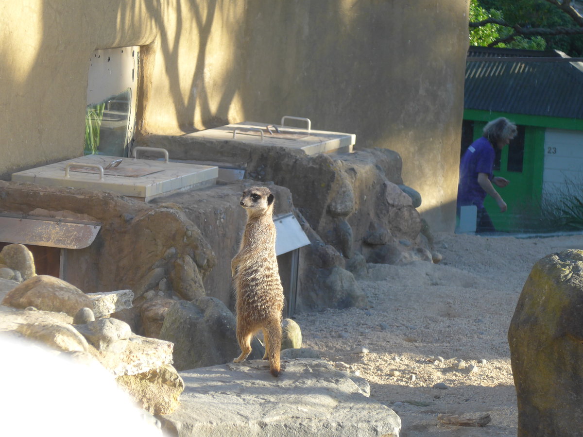 (191'522) - Erdmnnchen am 26. April 2018 in Wellington, ZOO