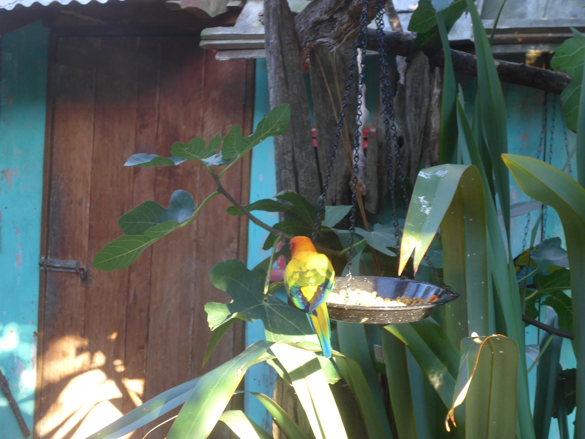 (191'546) - Farbiger Papagei am 26. April 2018 in Wellington, ZOO
