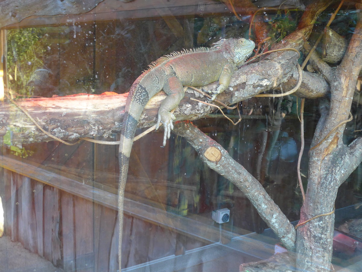 (191'551) - Leguan am 26. April 2018 in Wellington, ZOO