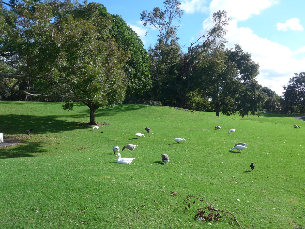 (192'204) - Schwne im Park von Motat am 1. Mai 2018 in Auckland 