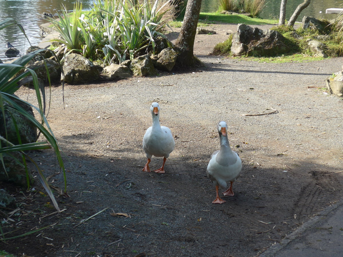 (192'206) - Zwei gwundrige Schwne im Park von Motat am 1. Mai 2018 in Auckland